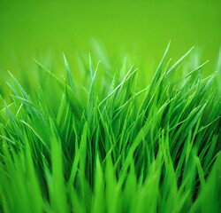 Fototapeta premium green grass background, field, lawn, summer, isolated, meadow, fresh, growth, environment, white, grow, green, macro, garden