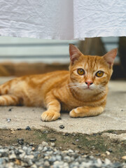 Vertical photo of Thai orange cat relaxing and lying down under white clothes hanger, eyes looking...