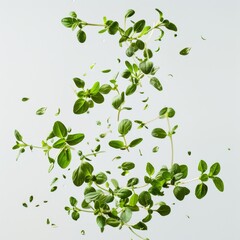 Fototapeta premium Fresh green leaves of oregano flying in the air on a white background.