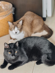 Vertical photo of two Thai cats relaxing and lying on floor in room.
