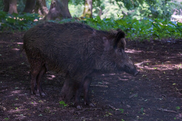 Wild boar - Sus scrofa - in the forest and by the in its natural habitat. Photo of wild nature