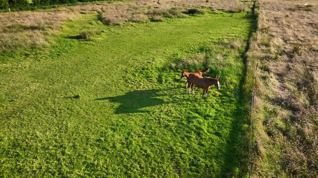 Chestnut Holsteiner mare and her foal stand in  meadow, with  mare fidgeting restlessly from insect annoyance while her foal stays close by. Mare and foal on meadow by mutual grooming, social grooming