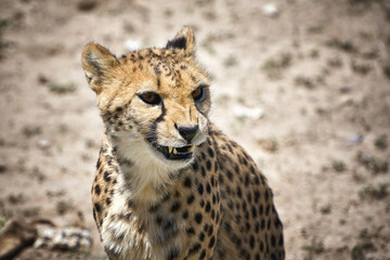 Close up portrait of cheetah in Namibia