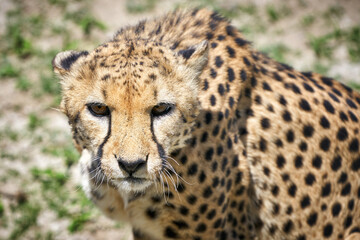 Close up portrait of angry cheetah