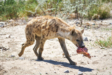 Hyena with a piece of meat in its mouth at the Etosha National Park in Namibia