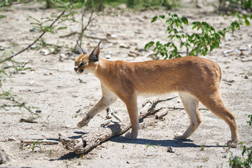 Caracal at the Etosha National Park in Namibia