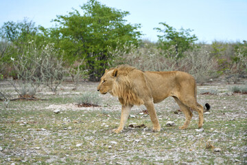 Young male lion at the Etosha National Park in Namibia