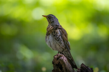 A Fieldfare stands on a wooden stick and looks right toward the camera lens with a green background on a sunny summer day.