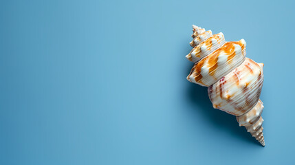 Obraz premium Conch shell close-up