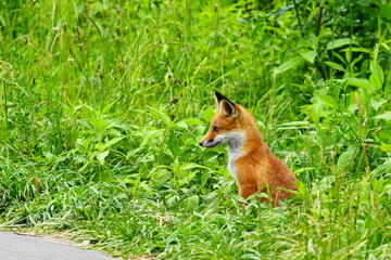 Fototapeta premium 夏の森で出会ったキタキツネ