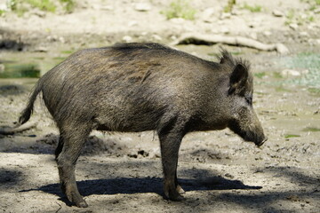
The wild boar (Sus scrofa), also known as the wild swine or Eurasian wild pig. Germany.

