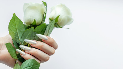 Female Hands on a white background with beautiful pearl manicure and white roses.