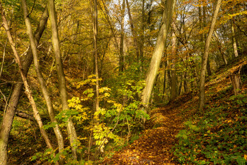 Beautiful autumn forest photo