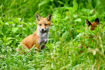 Obraz premium 夏の森で出会ったキタキツネ