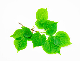 A leafy green branch with a few leaves on it