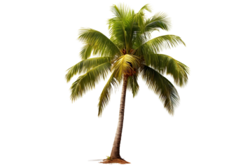 Exotic Coconut Palm isolated on Transparent PNG Background