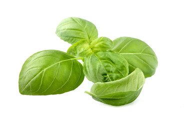 Basil leaves in closeup on green background.