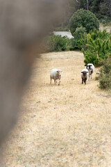 Three sheep are walking across a dry, brown field. The sheep are scattered throughout the field, with one sheep in the foreground and two others in the background. The scene is peaceful and serene