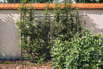 Espalier Fruit Trees Against Garden Wall