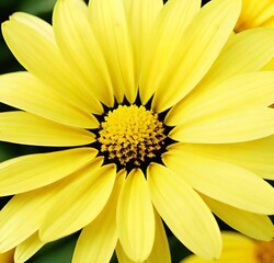 Obraz premium yellow daisy flower, macro, summer, garden, plant, daisy, flora, flowers, spring, petal, petals, closeup