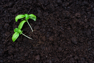 Two Young Shoots in Fertile Soil with Copy Space