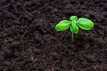 Single Basil Sprout in Fertile Soil with Copy Space