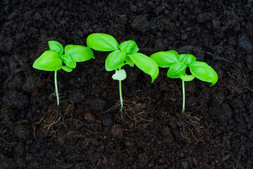 Three Basil Seedlings in Dark Soil as Investment Growth Concept