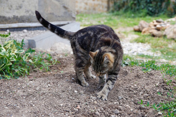 The cat went to the toilet outside. A pet buries its excrement in the ground.