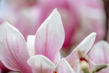 Fototapeta premium Magnolia Sulanjana flowers with petals in the spring season. beautiful pink magnolia flowers in spring, selective focusing.