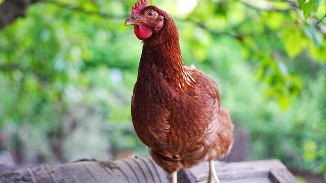 A red hen on a farm. Poultry farming on the farm. Organic products, poultry meat and eggs.