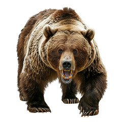 Fototapeta premium Ferocious bear, on transparent background. 