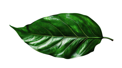 Obraz premium Vibrant close-up of a green leaf showing detailed texture and glossy surface, perfect for nature and botanical themes.