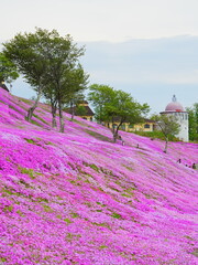 北海道の絶景 芝ざくら滝上公園の風景