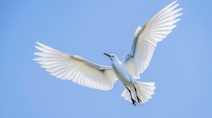 Obraz premium A graceful bird with its wings spread, against a clear blue background.