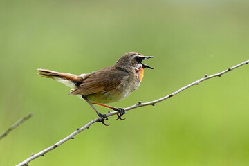 枝に止まるノゴマ