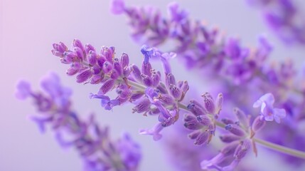 A cluster of purple lavender flowers, against a soft lavender background.