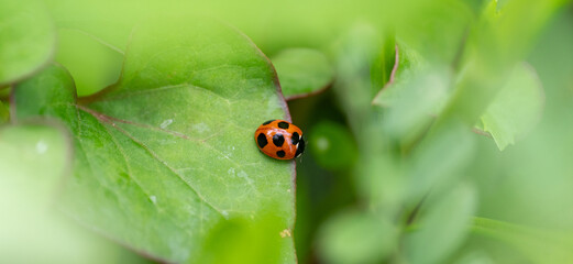 緑の中のテントウムシ
