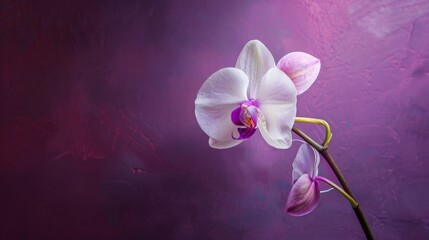 A single white orchid with its delicate petals, against a dark purple background.