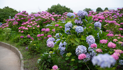 綺麗なアジサイ