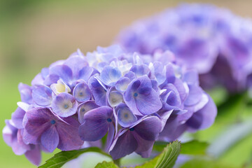 綺麗なアジサイ