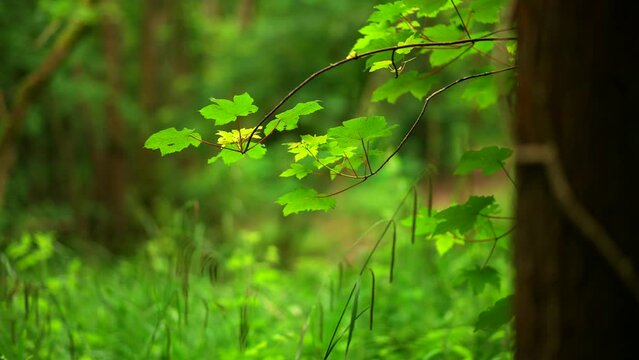 A British woodland scene with sycamore leaves swaying in the breeze