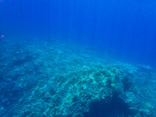 Fototapeta premium 小笠原諸島・父島 水中の風景 