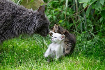 Maine Coon Kater schaut nach den jungen Kätzchen