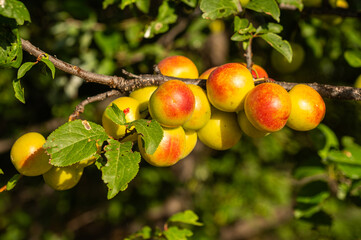 Red and yellow coloured delicious plum fruits on the plum tree branch.
