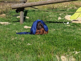 Photos of cute animals