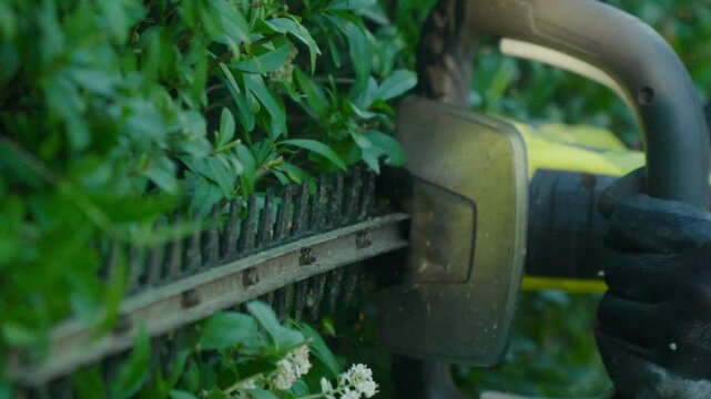 Man trimming green hedge with electric trimmer in sunlight.