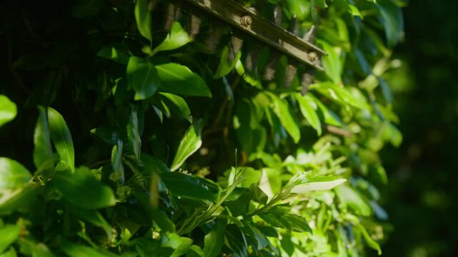 Person trimming lush green hedge with electric trimmer. Close-Up. Slow Motion.
