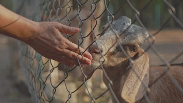Close-up of a woman's hand stroking a goat behind bars, animal care concept