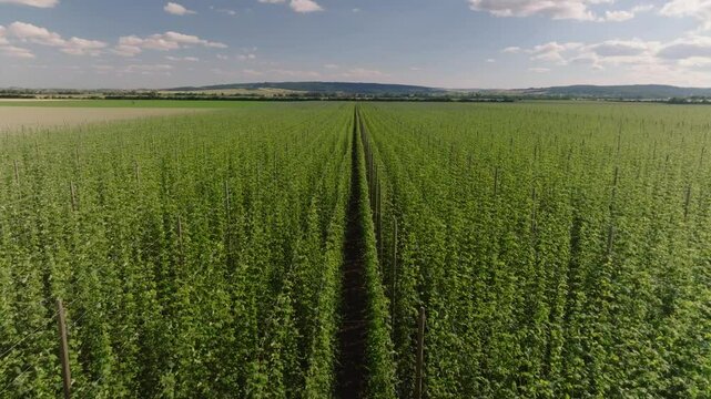 Field of green hops growing tall. Preparation for harvesting before brewing. Moravian fertile soil and famous Czech beer