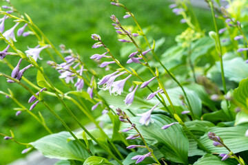 Hosta Flowers and Leaves Macro, Wet Hostas Leaf Nature Pattern, Funkia, Big Daddy Leaves, Plantain Lilies,